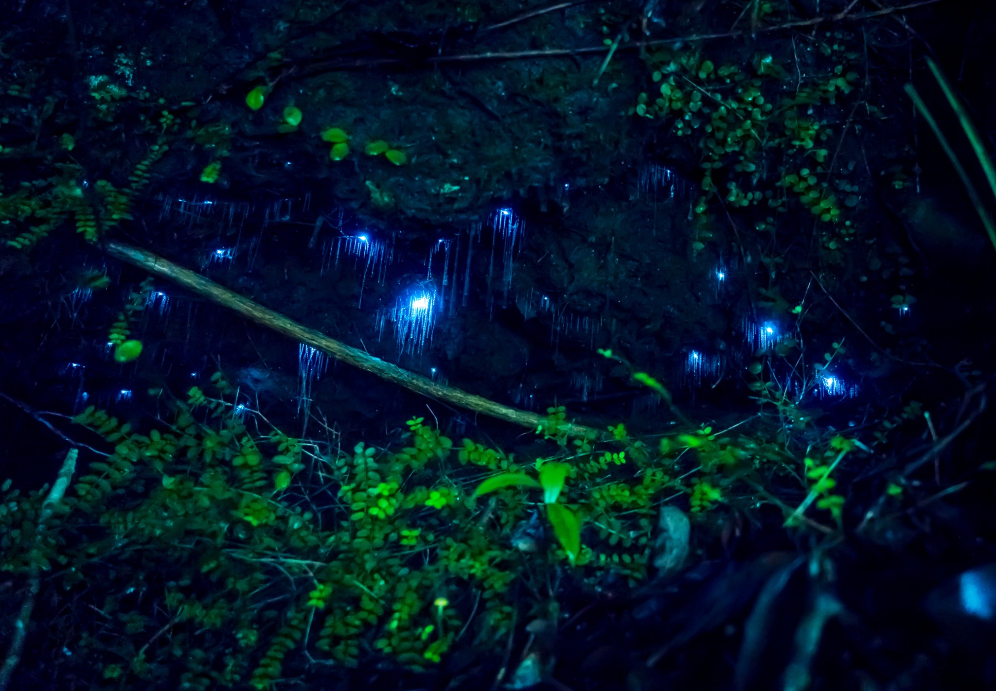 Waitomo glowworm caves